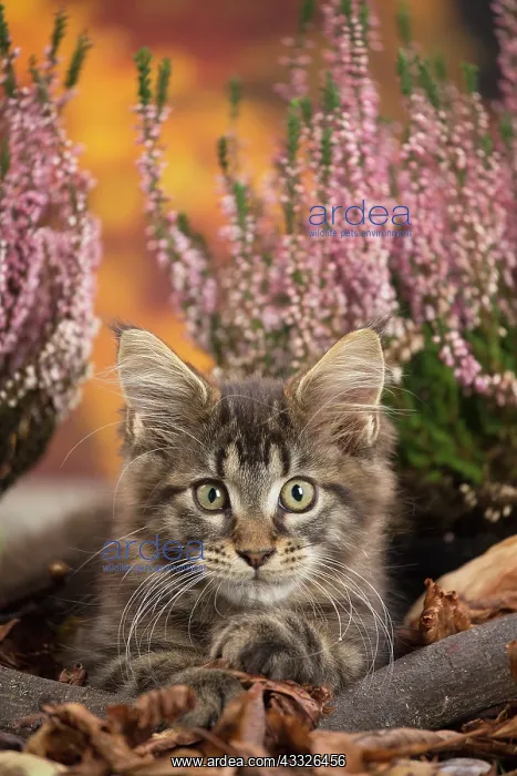 : 80201755 Cat - Maine Coon kitten Jean-Michel Labat : 80201755 Cat - Maine Coon kitten Jean-Michel Labat
