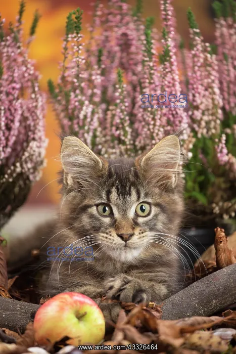 : 80201756 Cat - Maine Coon kitten Jean-Michel Labat : 80201756 Cat - Maine Coon kitten Jean-Michel Labat