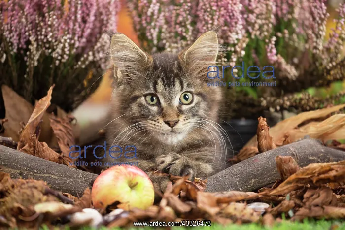 : 80201757 Cat - Maine Coon kitten Jean-Michel Labat : 80201757 Cat - Maine Coon kitten Jean-Michel Labat