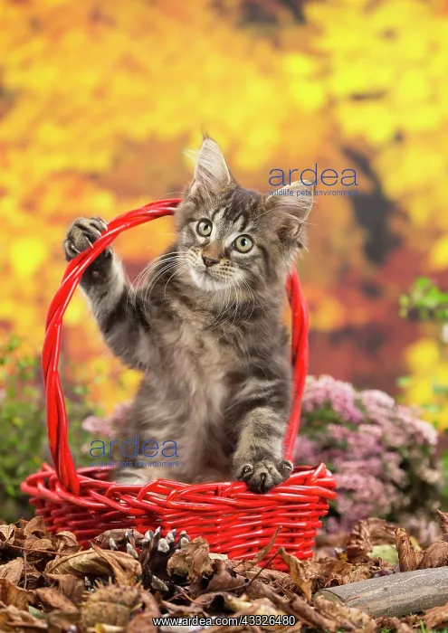 : 80201758 Cat - Maine Coon kitten Jean-Michel Labat : 80201758 Cat - Maine Coon kitten Jean-Michel Labat