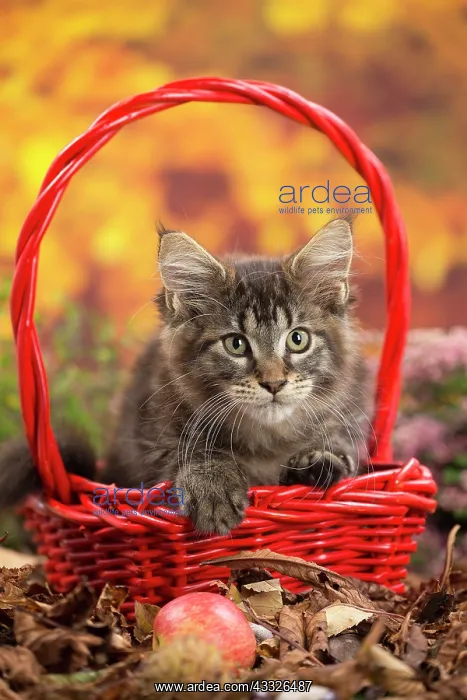 : 80201759 Cat - Maine Coon kitten Jean-Michel Labat : 80201759 Cat - Maine Coon kitten Jean-Michel Labat