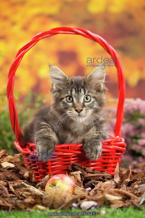 : 80201760 Cat - Maine Coon kitten Jean-Michel Labat : 80201760 Cat - Maine Coon kitten Jean-Michel Labat