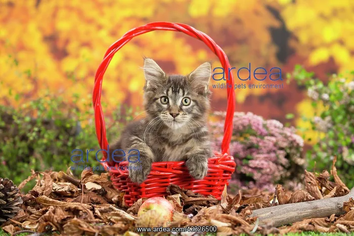 : 80201761 Cat - Maine Coon kitten Jean-Michel Labat : 80201761 Cat - Maine Coon kitten Jean-Michel Labat