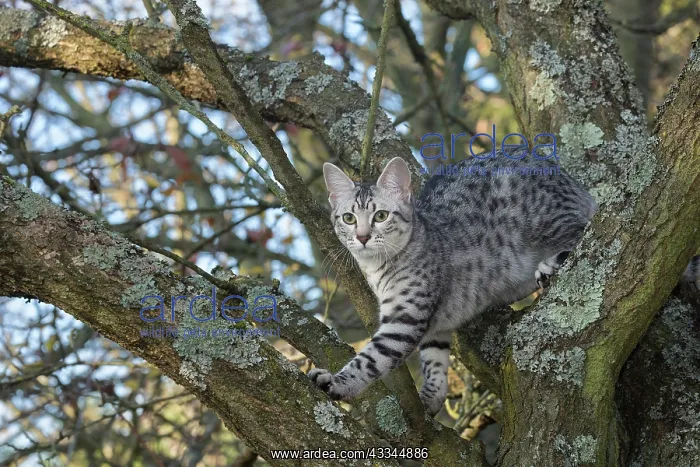 : 80201765 Cat - Egyptian Mau Jean-Michel Labat All : 80201765 Cat - Egyptian Mau Jean-Michel Labat All