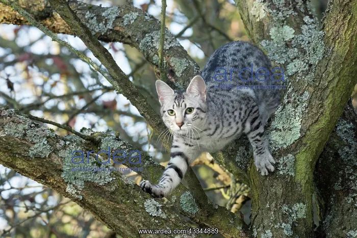 : 80201766 Cat - Egyptian Mau Jean-Michel Labat All : 80201766 Cat - Egyptian Mau Jean-Michel Labat All