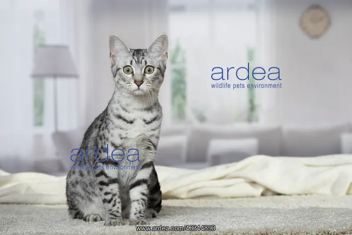 : 80201767 Cat - Egyptian Mau Jean-Michel Labat All : 80201767 Cat - Egyptian Mau Jean-Michel Labat All