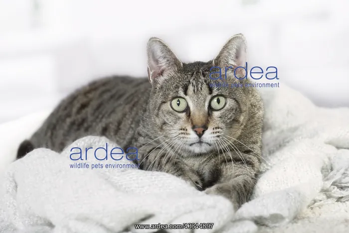 : 80201768 Cat - Egyptian Mau Jean-Michel Labat All : 80201768 Cat - Egyptian Mau Jean-Michel Labat All