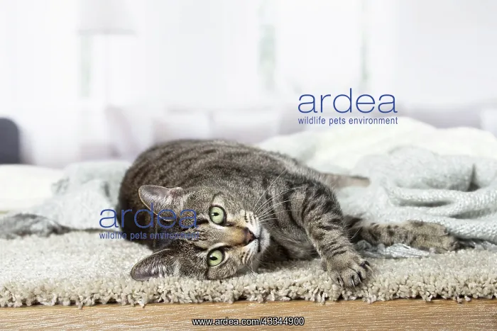 : 80201769 Cat - Egyptian Mau Jean-Michel Labat All : 80201769 Cat - Egyptian Mau Jean-Michel Labat All