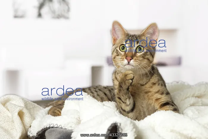 : 80201783 Cat - Egyptian Mau Jean-Michel Labat All : 80201783 Cat - Egyptian Mau Jean-Michel Labat All