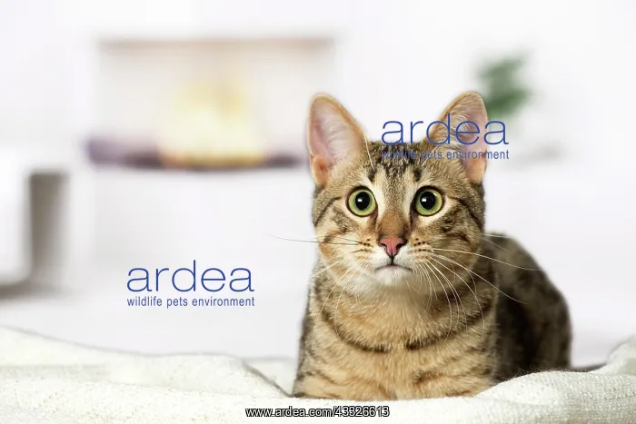 : 80201784 Cat - Egyptian Mau Jean-Michel Labat All : 80201784 Cat - Egyptian Mau Jean-Michel Labat All