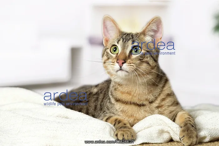 : 80201785 Cat - Egyptian Mau Jean-Michel Labat All : 80201785 Cat - Egyptian Mau Jean-Michel Labat All