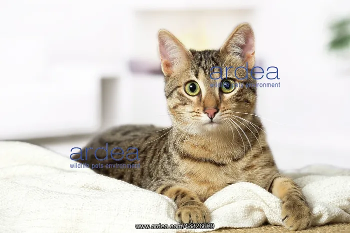: 80201786 Cat - Egyptian Mau Jean-Michel Labat All : 80201786 Cat - Egyptian Mau Jean-Michel Labat All