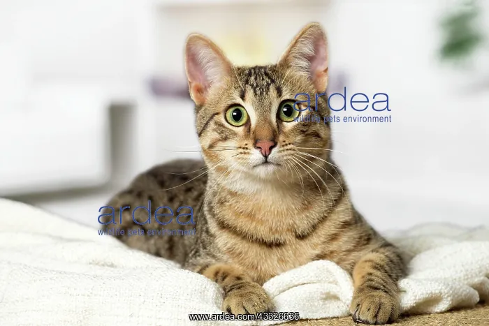 : 80201787 Cat - Egyptian Mau Jean-Michel Labat All : 80201787 Cat - Egyptian Mau Jean-Michel Labat All