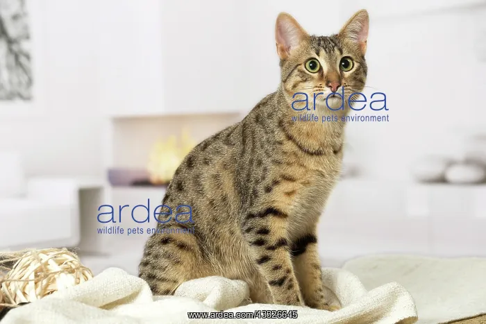 : 80201788 Cat - Egyptian Mau Jean-Michel Labat All : 80201788 Cat - Egyptian Mau Jean-Michel Labat All