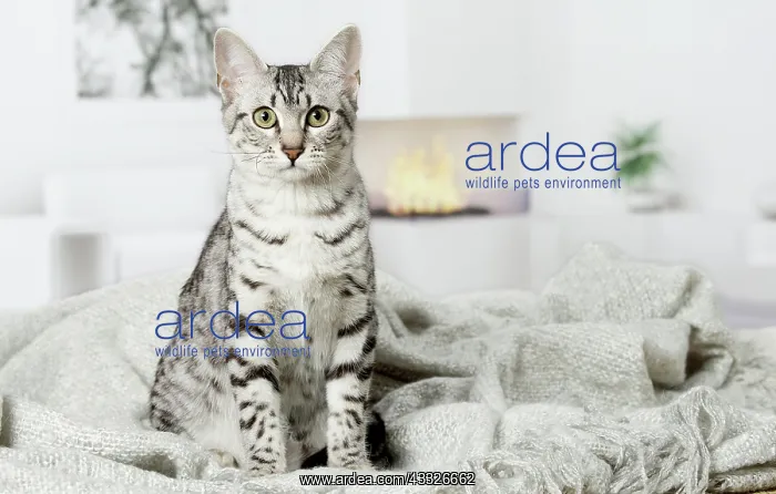 : 80201790 Cat - Egyptian Mau Jean-Michel Labat All : 80201790 Cat - Egyptian Mau Jean-Michel Labat All