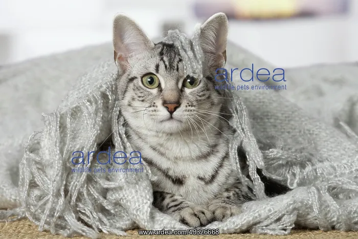  : 80201791 Cat - Egyptian Mau Jean-Michel Labat All
