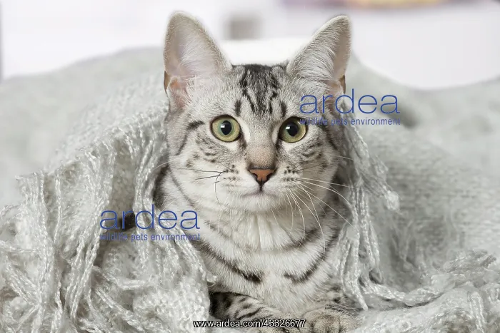 : 80201792 Cat - Egyptian Mau Jean-Michel Labat All : 80201792 Cat - Egyptian Mau Jean-Michel Labat All