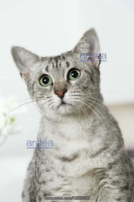 : 80201793 Cat - Egyptian Mau Jean-Michel Labat All : 80201793 Cat - Egyptian Mau Jean-Michel Labat All
