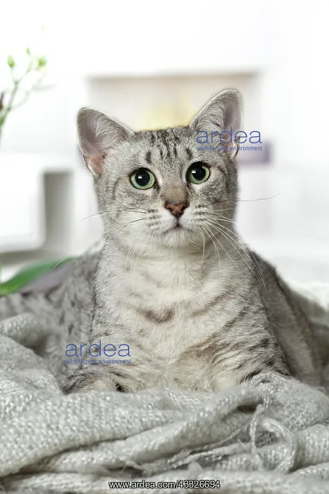 : 80201794 Cat - Egyptian Mau Jean-Michel Labat All : 80201794 Cat - Egyptian Mau Jean-Michel Labat All