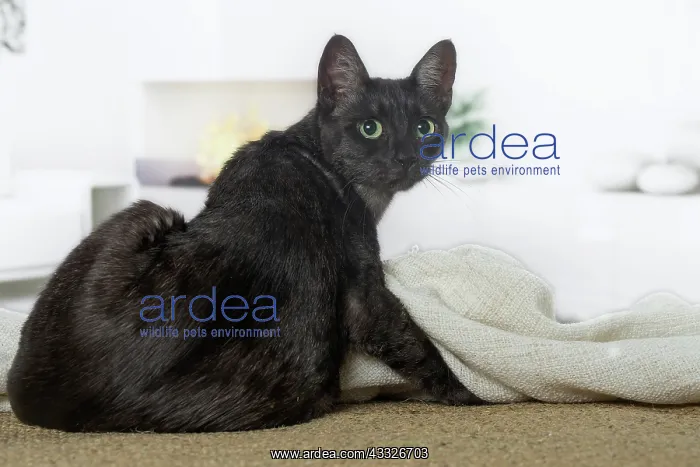 : 80201795 Cat - Egyptian Mau Jean-Michel Labat All : 80201795 Cat - Egyptian Mau Jean-Michel Labat All