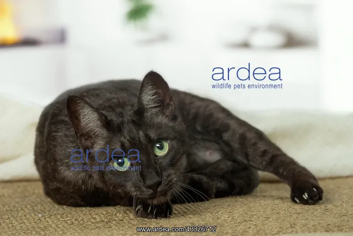 : 80201796 Cat - Egyptian Mau Jean-Michel Labat All : 80201796 Cat - Egyptian Mau Jean-Michel Labat All