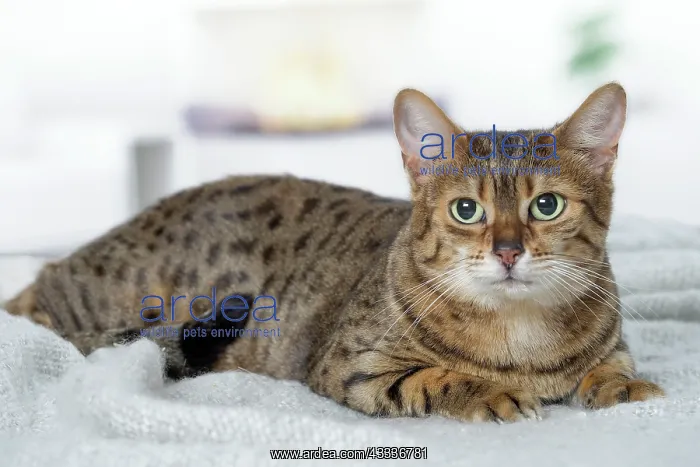 : 80201797 Cat - Egyptian Mau Jean-Michel Labat All : 80201797 Cat - Egyptian Mau Jean-Michel Labat All