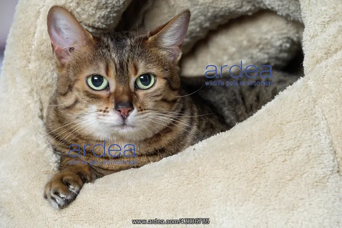  : 80201798 Cat - Egyptian Mau Jean-Michel Labat All