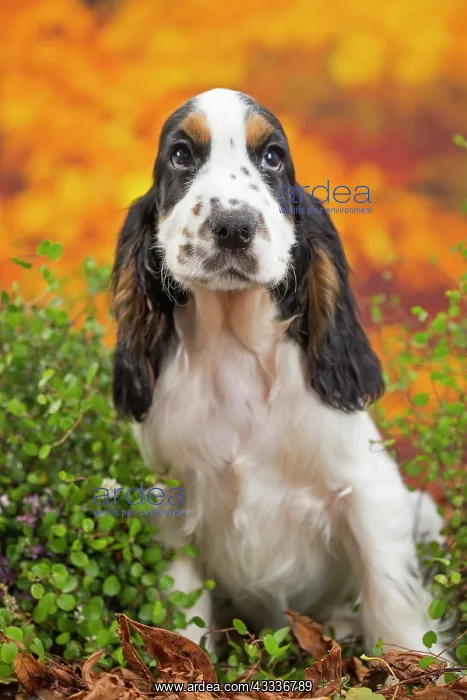 : 80201799 Dog - English Cocker Spaniel puppy Jean-Michel : 80201799 Dog - English Cocker Spaniel puppy Jean-Michel