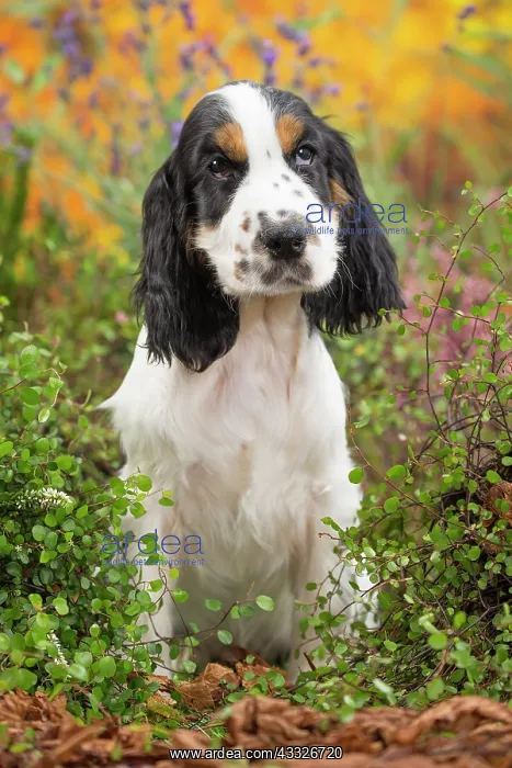 : 80201800 Dog - English Cocker Spaniel puppy Jean-Michel : 80201800 Dog - English Cocker Spaniel puppy Jean-Michel
