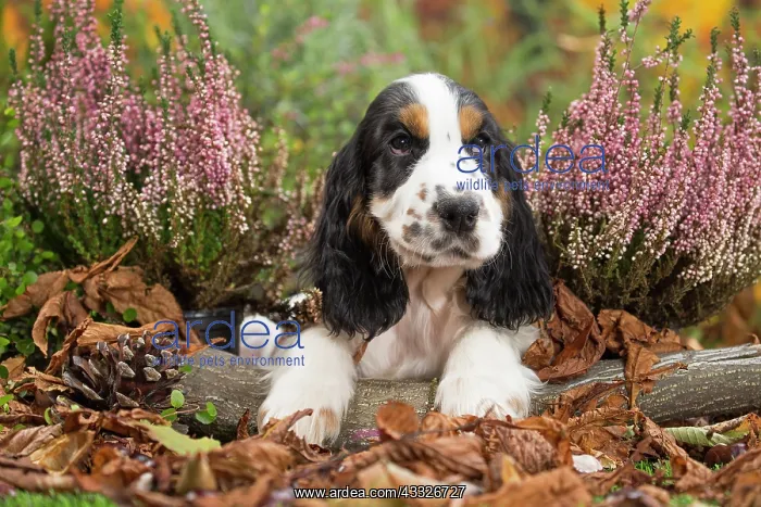 : 80201801 Dog - English Cocker Spaniel puppy Jean-Michel : 80201801 Dog - English Cocker Spaniel puppy Jean-Michel