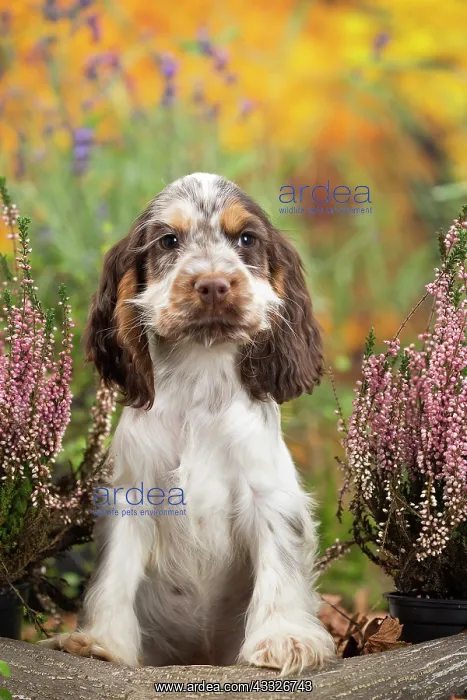 : 80201803 Dog - English Cocker Spaniel puppy Jean-Michel : 80201803 Dog - English Cocker Spaniel puppy Jean-Michel