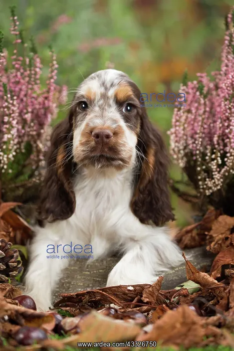 : 80201804 Dog - English Cocker Spaniel puppy Jean-Michel : 80201804 Dog - English Cocker Spaniel puppy Jean-Michel