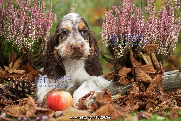 : 80201805 Dog - English Cocker Spaniel puppy Jean-Michel : 80201805 Dog - English Cocker Spaniel puppy Jean-Michel