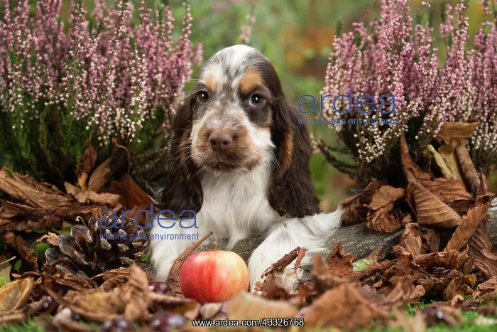 : 80201806 Dog - English Cocker Spaniel puppy Jean-Michel : 80201806 Dog - English Cocker Spaniel puppy Jean-Michel