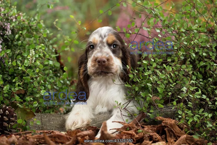 : 80201807 Dog - English Cocker Spaniel puppy Jean-Michel : 80201807 Dog - English Cocker Spaniel puppy Jean-Michel