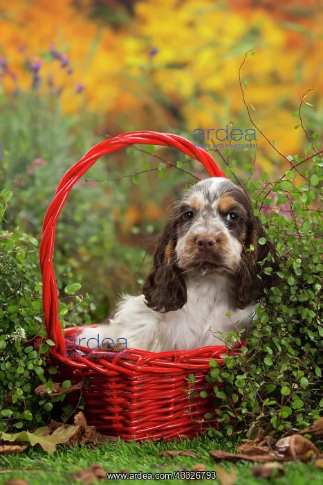 : 80201808 Dog - English Cocker Spaniel puppy Jean-Michel : 80201808 Dog - English Cocker Spaniel puppy Jean-Michel