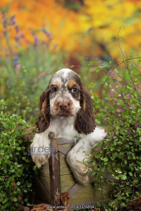 : 80201809 Dog - English Cocker Spaniel puppy Jean-Michel : 80201809 Dog - English Cocker Spaniel puppy Jean-Michel