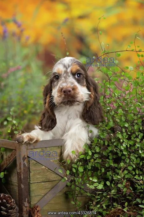 : 80201810 Dog - English Cocker Spaniel puppy Jean-Michel : 80201810 Dog - English Cocker Spaniel puppy Jean-Michel