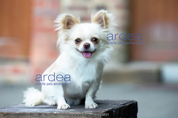 : 80201813 Dog - Chihuahua Jean-Michel Labat All images : 80201813 Dog - Chihuahua Jean-Michel Labat All images