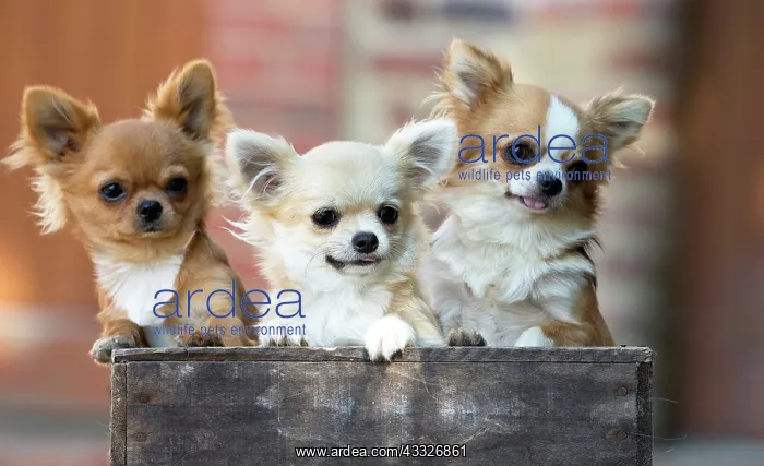 : 80201814 Dog - Chihuahuas Jean-Michel Labat All : 80201814 Dog - Chihuahuas Jean-Michel Labat All