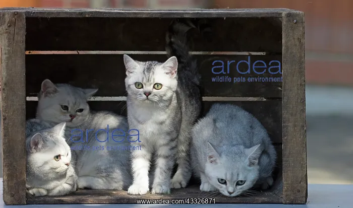 : 80201815 Cat - British Shorthair kitten Jean-Michel : 80201815 Cat - British Shorthair kitten Jean-Michel