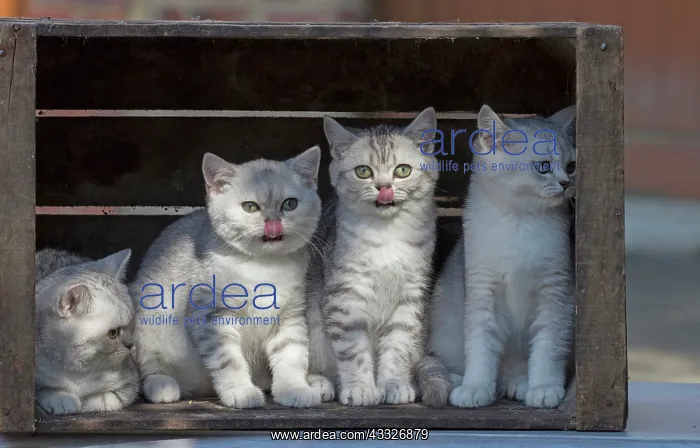 : 80201816 Cat - British Shorthair kitten Jean-Michel : 80201816 Cat - British Shorthair kitten Jean-Michel