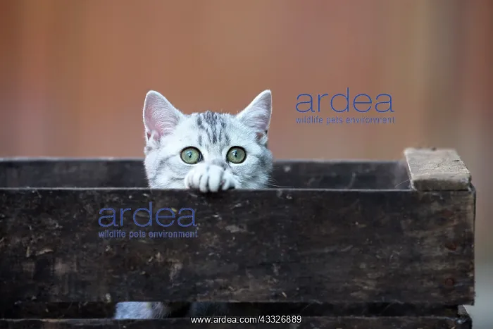 : 80201817 Cat - British Shorthair kitten Jean-Michel : 80201817 Cat - British Shorthair kitten Jean-Michel