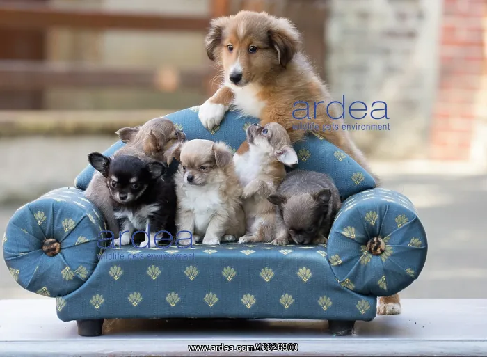 : 80201818 Dog - Shetland Sheepdog and Chihuahua puppies : 80201818 Dog - Shetland Sheepdog and Chihuahua puppies