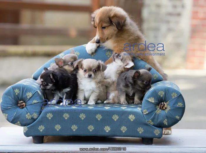  : 80201819 Dog - Shetland Sheepdog and Chihuahua puppies