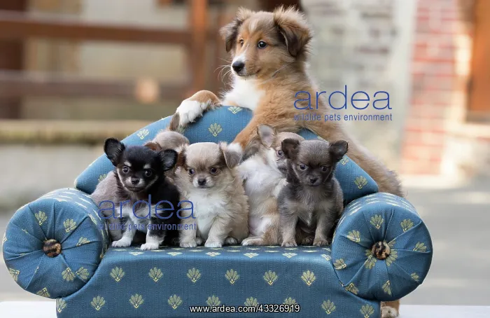 : 80201820 Dog - Shetland Sheepdog and Chihuahua puppies : 80201820 Dog - Shetland Sheepdog and Chihuahua puppies