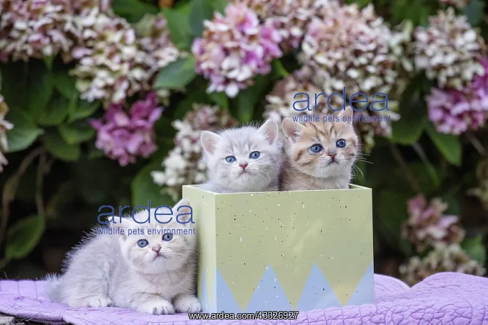 : 80201821 Cat - British Shorthair kitten Jean-Michel : 80201821 Cat - British Shorthair kitten Jean-Michel