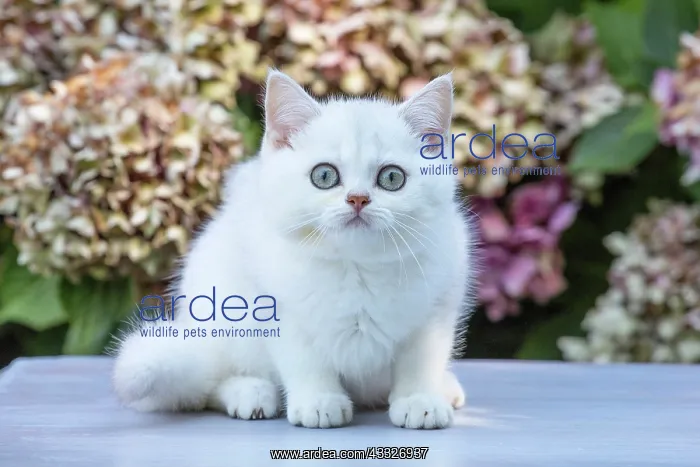 : 80201822 Cat - British Shorthair kitten Jean-Michel : 80201822 Cat - British Shorthair kitten Jean-Michel