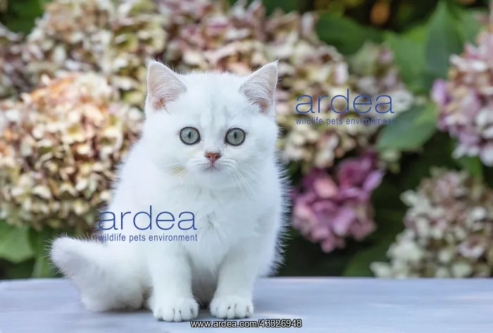  : 80201823 Cat - British Shorthair kitten Jean-Michel