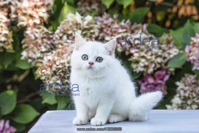 : 80201824 Cat - British Shorthair kitten Jean-Michel : 80201824 Cat - British Shorthair kitten Jean-Michel